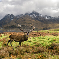 Buy canvas prints of A Majestic Stag  in the Cairngorms, Scotland by Tom McPherson