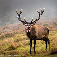 Buy canvas prints of Majestic Stag by Tom McPherson
