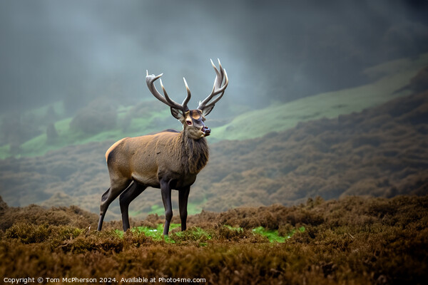 Majestic Highland Stag Picture Board by Tom McPherson