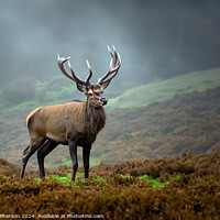 Buy canvas prints of Majestic Highland Stag by Tom McPherson