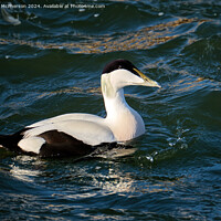 Buy canvas prints of The common eider by Tom McPherson