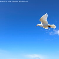 Buy canvas prints of White Dove of Peace by Tom McPherson