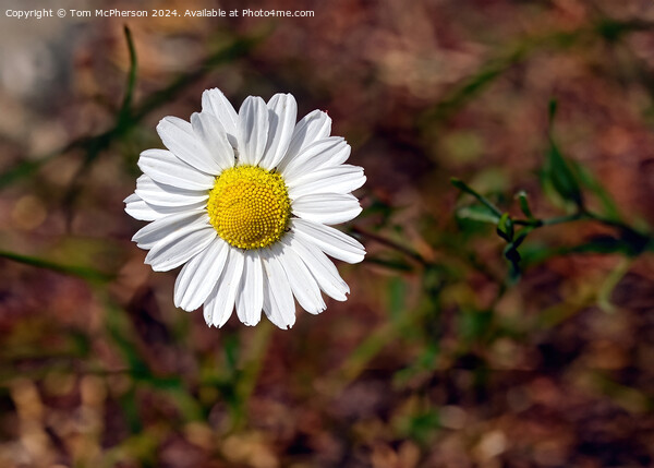 Detailed Daisy Picture Board by Tom McPherson