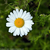 Buy canvas prints of Details of a daisy by Tom McPherson