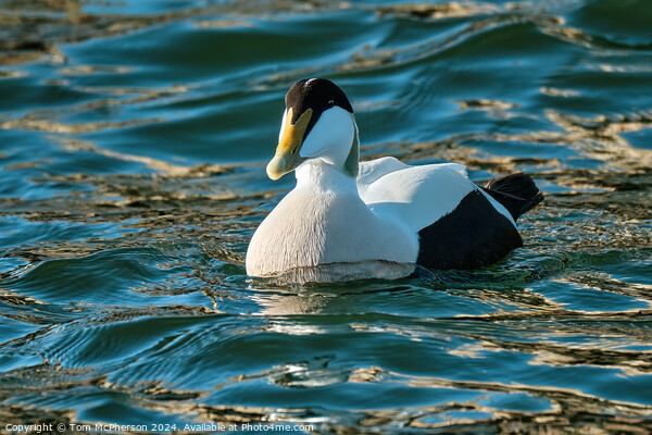 Eider Duck (Male) Picture Board by Tom McPherson