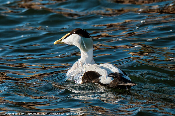 Common Eider Male Picture Board by Tom McPherson