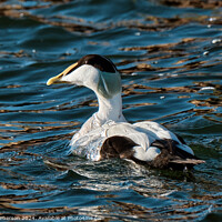 Buy canvas prints of Common Eider Male by Tom McPherson