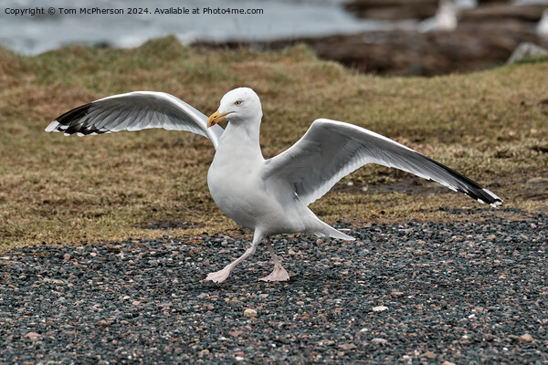 Herring Gull Dance Picture Board by Tom McPherson