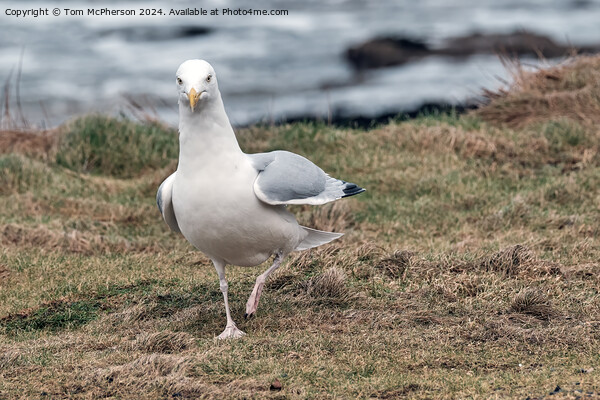 European herring gull Picture Board by Tom McPherson