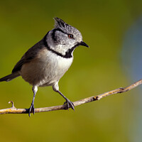 Buy canvas prints of European crested tit by Tom McPherson