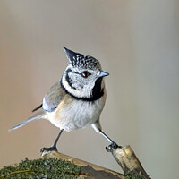 Buy canvas prints of Crested Tit by Tom McPherson