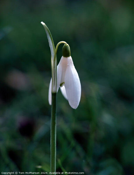 Snowdrop Picture Board by Tom McPherson