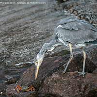 Buy canvas prints of The grey heron by Tom McPherson