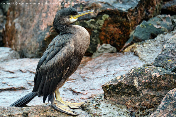 Shag on the Rocks  Picture Board by Tom McPherson