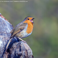 Buy canvas prints of The European Robin by Tom McPherson