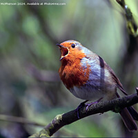 Buy canvas prints of The European Robin by Tom McPherson