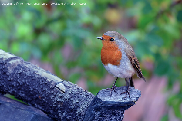The European Robin Picture Board by Tom McPherson