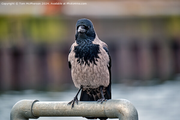 The hooded crow Picture Board by Tom McPherson