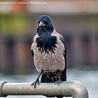 Buy canvas prints of The hooded crow by Tom McPherson