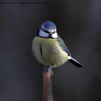Buy canvas prints of The Eurasian blue tit  by Tom McPherson