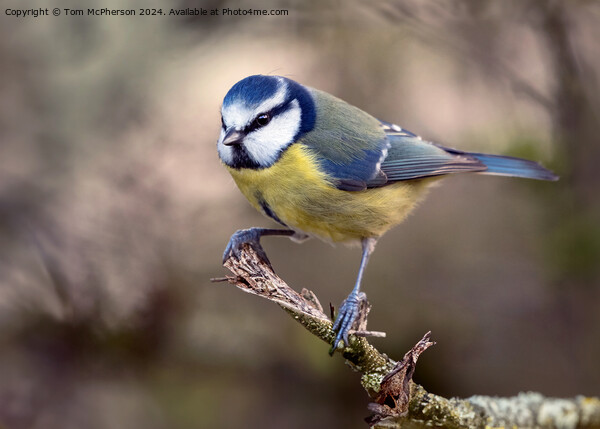 The Eurasian blue tit  Picture Board by Tom McPherson