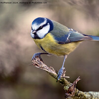 Buy canvas prints of The Eurasian blue tit  by Tom McPherson
