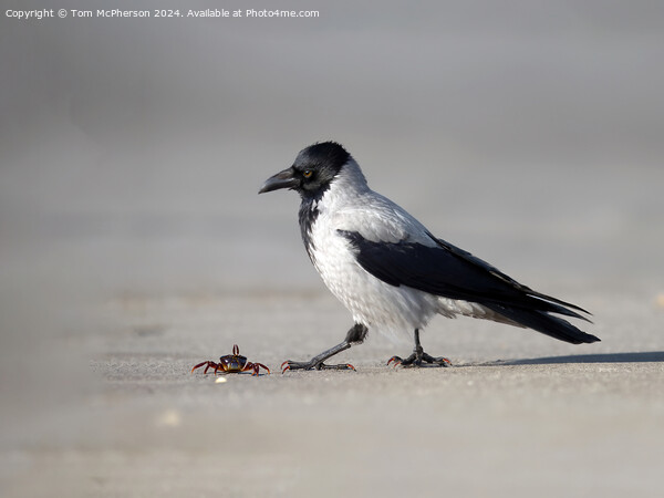 Hooded Crow spots Lunch Picture Board by Tom McPherson