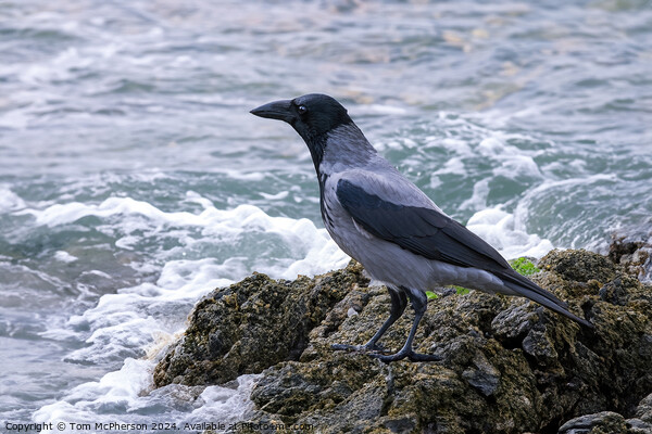 Hooded Crow Looking out to Sea Picture Board by Tom McPherson