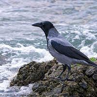 Buy canvas prints of Hooded Crow Looking out to Sea by Tom McPherson