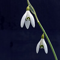Buy canvas prints of Snowdrop by Tom McPherson