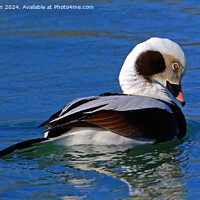 Buy canvas prints of The long-tailed duck  by Tom McPherson