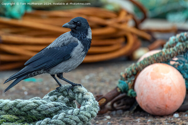 Hooded crow at Burghead harbour Picture Board by Tom McPherson