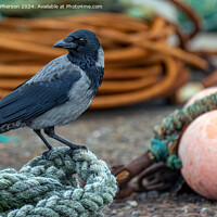 Buy canvas prints of Hooded crow at Burghead harbour by Tom McPherson