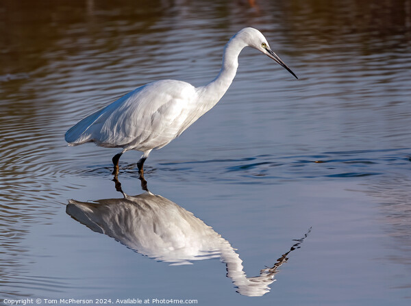 Little Egret Picture Board by Tom McPherson