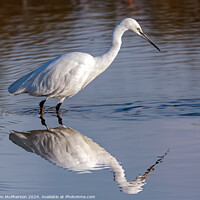Buy canvas prints of Little Egret by Tom McPherson