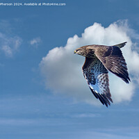 Buy canvas prints of Common Buzzard by Tom McPherson