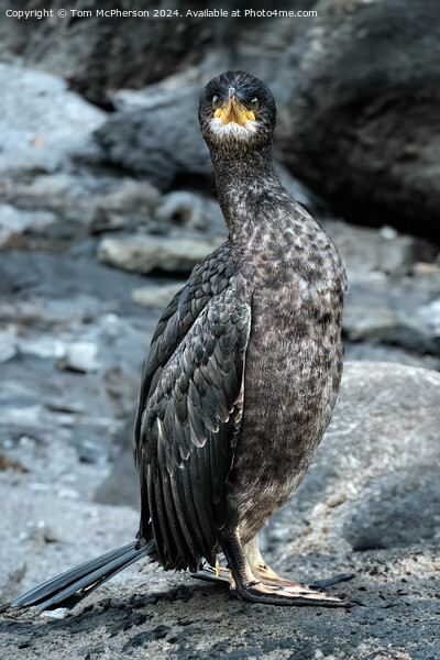 The double-crested cormorant Picture Board by Tom McPherson