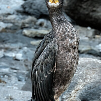 Buy canvas prints of The double-crested cormorant by Tom McPherson