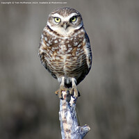 Buy canvas prints of Owl by Tom McPherson