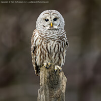 Buy canvas prints of Owl in Tree by Tom McPherson