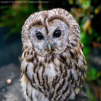 Buy canvas prints of Tawny Owl by Tom McPherson