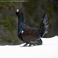 Buy canvas prints of The Capercaillie by Tom McPherson