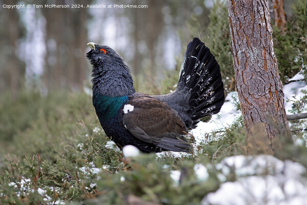 The Capercaillie Picture Board by Tom McPherson