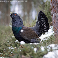 Buy canvas prints of The Capercaillie by Tom McPherson