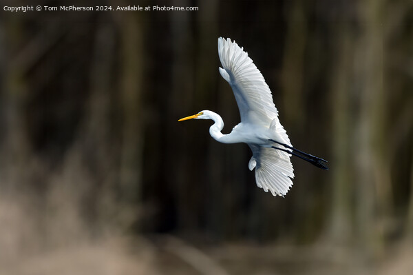 Great Egret Picture Board by Tom McPherson