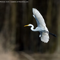 Buy canvas prints of Great Egret by Tom McPherson