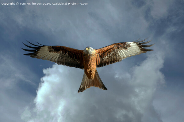 Red Kite Picture Board by Tom McPherson