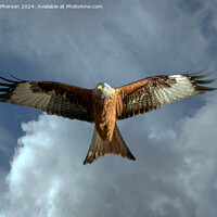 Buy canvas prints of Red Kite by Tom McPherson