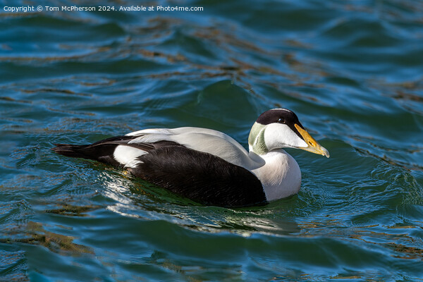 Eider Duck Picture Board by Tom McPherson