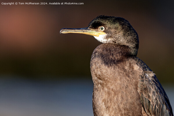 Cormorant Picture Board by Tom McPherson
